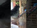 晴れた日には水浴びを。 僕とサザナミインコ ダイアンの生活。vol.54