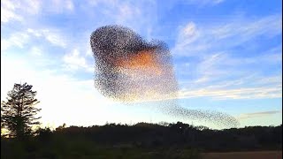 Starlings Perform a Murmuration at Ledson March