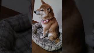 ベッドから出てきました。【柴犬】六花ちゃん：夕方の声がけ。（2022/08/06）