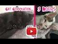 3 hour Cats and Kittens Compilation | Raise money by watching CharityTube