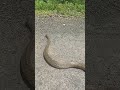 BIG SIZE RAT SNAKE #wildlife #viralvideo #youtubeshorts #release #jungle #snake