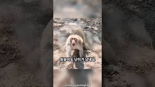 인도의 원숭이 잡기