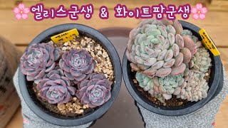 24.2.21 엘리스군생과 화이트팜군생 예쁜 도향분에 분갈이해요🌸 스피드다육 010-5248-5955