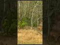 tiger in forest tiger reserve forest in maharashtra shorts