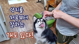 소형견 대형견 양치를 하는 모습ㅋㅣ강아지 양치하는 법 초보 보호자들 보세요