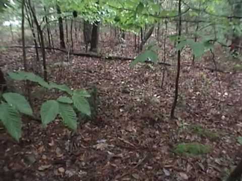 Let's Find A Box Turtle! Let's Find A Box Turtle!