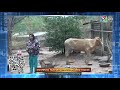 ทันข่าว 28 bec news tonight โครงข่ายตาสับปะรด 18 01 61 ch3thailand