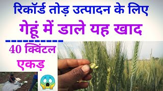 गेहूं का अधिक उत्पादन लेने के लिए 60 दिनों की होने के बाद इस खाद का उपयोग करें ||  npk fertilizer