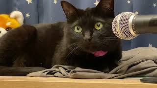 [ASMR] I echoed the cat [Cat Reverb] Cats meet with microphone