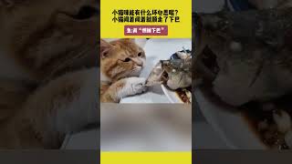 小猫咪能有什么坏心思呢？小猫闻着闻着就顺走了下巴，鱼：真“惊掉下巴” #笑哈哈