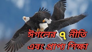 ঈগলের ৭ নীতি যা অনুসরণে হতে পারে তোমার উন্নতি।