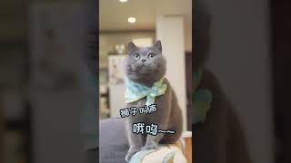 萌宠版上分来了！猫咪的才是最吊的！【纠缠兄弟】