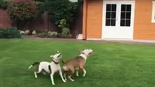 Shaktiman Shaktiman