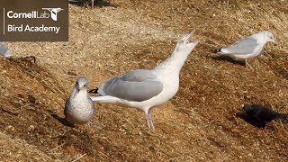Decoding Gull Behavior