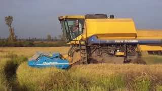 Rice Harvest in Chile using a Shelbourne Reynolds Stripper Header