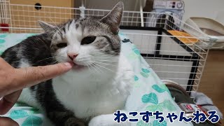 パパと寝る前にイチャイチャ　スコティッシュフォールド「ふく」　ねこずちゃんねる836 #猫 #ねこ #cat  #スコテッシュフォールド