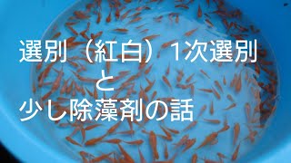 今回は選別（紅白1次選別）の動画と除藻剤の話