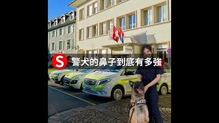 警犬的鼻子嗅覺到底有多強 #Shorts