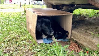 Mama dog and her newborn babies waits for help in a cardboard box under the car