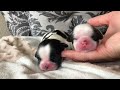 beautiful newborn shih tzu puppy