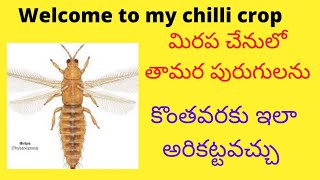 #welcome to my chilli crop#మా మిర్చి చేను చూద్దాం రండి#thripscontrol#తామర పురుగులను ఇలా అరికట్టండి👍👍