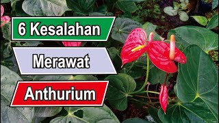 6 KESALAHAN MERAWAT ANTHURIUM MICKEY MOUSE