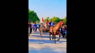 ঘোড়া নয় পুরাই আগুন। #ghoda #ghora #ঘোড়া #horse