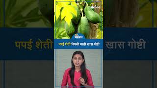 Papaya farming : पपई शेतीची  माहिती |  | लागवड व व्यवस्थापन | Agrowon