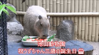 カピバラ （池田動物園篇）Happy Birthday うずちゃん