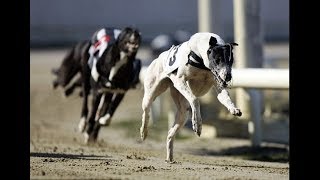 82 Club 2nd track race #2 | greyhound race 2017-18 | racing greyhounds