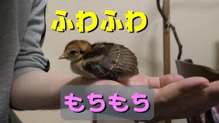 キジ雛はふわふわです【雉記2G 4】