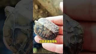 失踪了四个月的小乌龟，再次相遇她的龟儿子已经成了“干儿子” #乌龟 快手