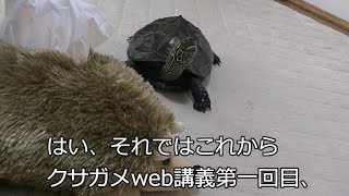 【クサガメweb講義】  『もじおへの視点』【クサガメ研究】