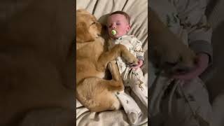 Cute Babies Playing With Dogs Compilation | Funny Baby And Pets    #baby  #funnybaby