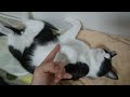 見事なヘソ天でごろつく猫！ミニちゃん♪