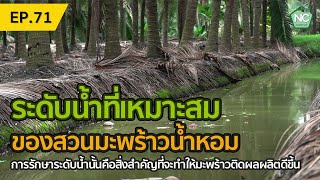 ระดับน้ำที่เหมาะสมของสวนมะพร้าวน้ำหอม NC coconut Farm EP.71