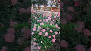 # একটি গোলাপ গাছে কয় হাজার ফুল কি করে সম্ভব#flowergarden #gardendesign #rose