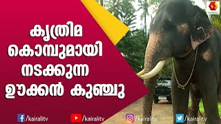 സഹതാപം തീരെ ഇഷ്ടമില്ലാത്ത കുഞ്ചു ആന | Elephant Stories Kerala | Ukken Kunchu Elephant