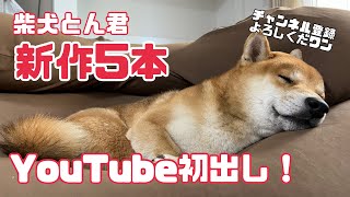 新作5本まとめ見！　#柴犬