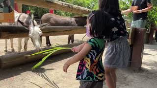 ［親子景點］南臺灣最大野生動物園 頑皮世界