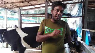 সাইলেজ খাইয়ে খামারের খরচ অর্ধেক কমিয়েছি How can decreased cow firm coasting