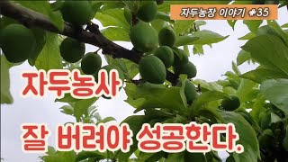 (자두농장 이야기 #35) 자두농사 잘 버려야 성공한다.