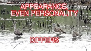 How to I.D. Greater and Lesser Yellowlegs: NARRATED