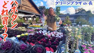 【ハボタン購入時期】12月上旬に店頭に並ぶ個性豊かな葉牡丹たち【グリーンプラザ山長】