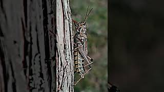 2023 GrassHopper and 5000bce GrassHopper || mythology of Mubi ||shortvideo ||