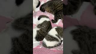 猫に占領されて飼い主布団に寝れません！