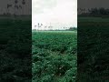 shorts viral natural farming ytshorts organic vivasayam agricultural nature love shorts