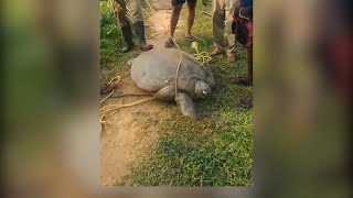 തീരത്തേക്ക് കയറി ഭീമന്‍ കടലാമ; കടലിലേക്ക് തിരികെ അയച്ചു| Kollam Paravoor | sea turtle