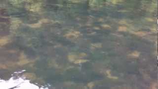 River San Poland - Huge grayling