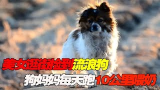 美女逛街捡到小奶狗，狗妈妈急坏了，为了喂奶每天来回跑10公里